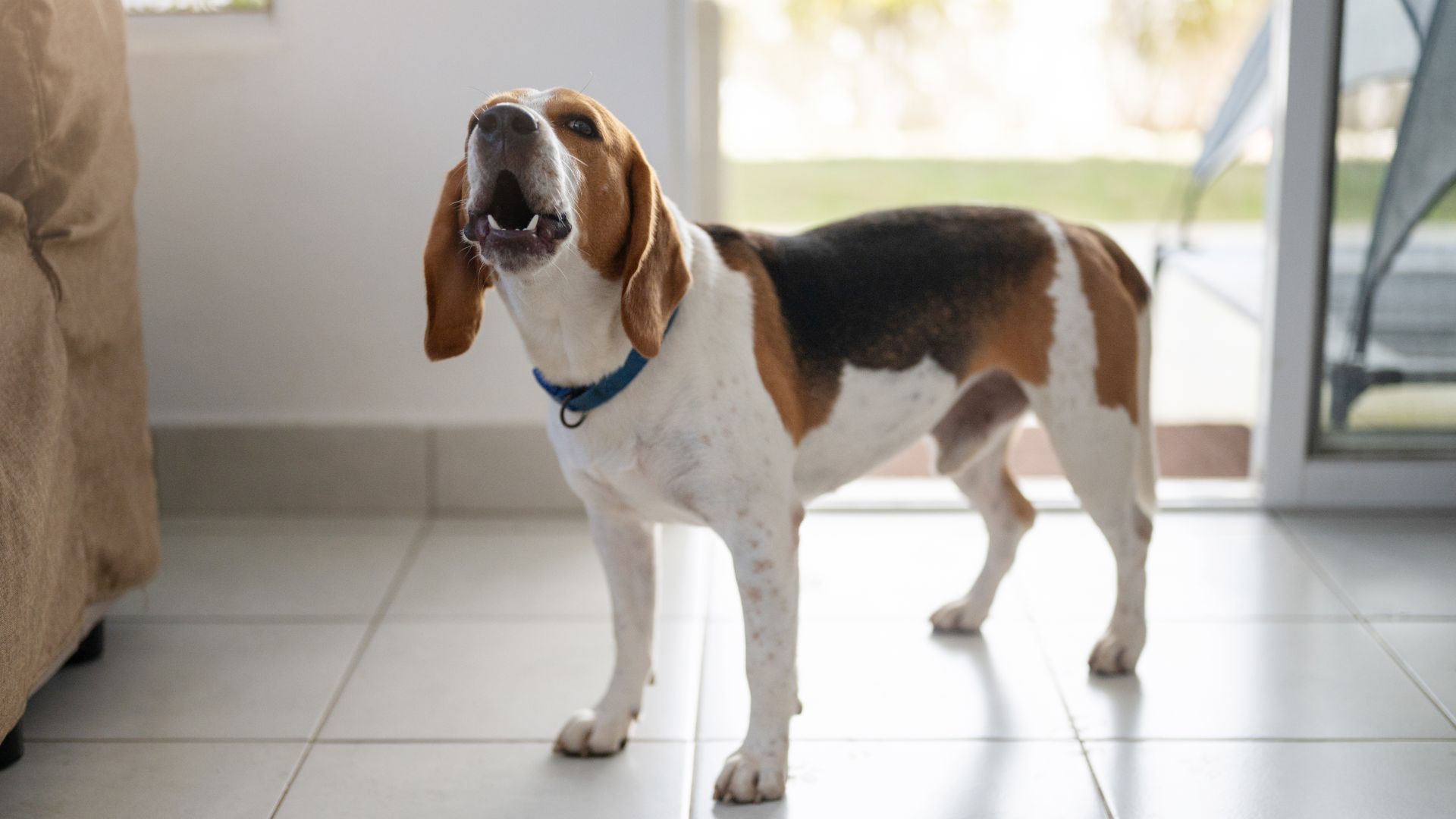 beagle stood on tiled floor barking