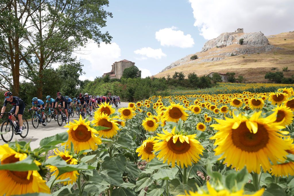 BRIVIESCA SPAIN AUGUST 04 Salvatore Puccio of Italy and Team INEOS Grenadiers leads The Peloton passing through a sunflowers field during the 43rd Vuelta a Burgos 2021 Stage 2 a 175km stage from Tardajos to Briviesca VueltaBurgos BurgosCycling CapitalMundialdelCiclismo on August 04 2021 in Briviesca Spain Photo by Gonzalo Arroyo MorenoGetty Images