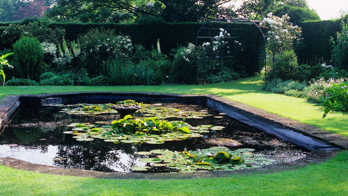 Best water garden plants enhance your water feature with these leafy