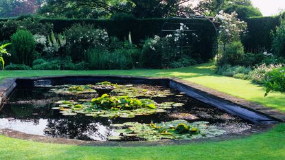 water garden plants on a natural garden pond