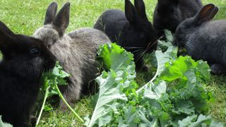 rabbits eating Kale