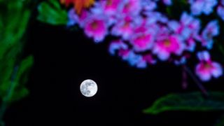 A full moon is pictured in the night sky with purple flowers framing the upper part of the image.