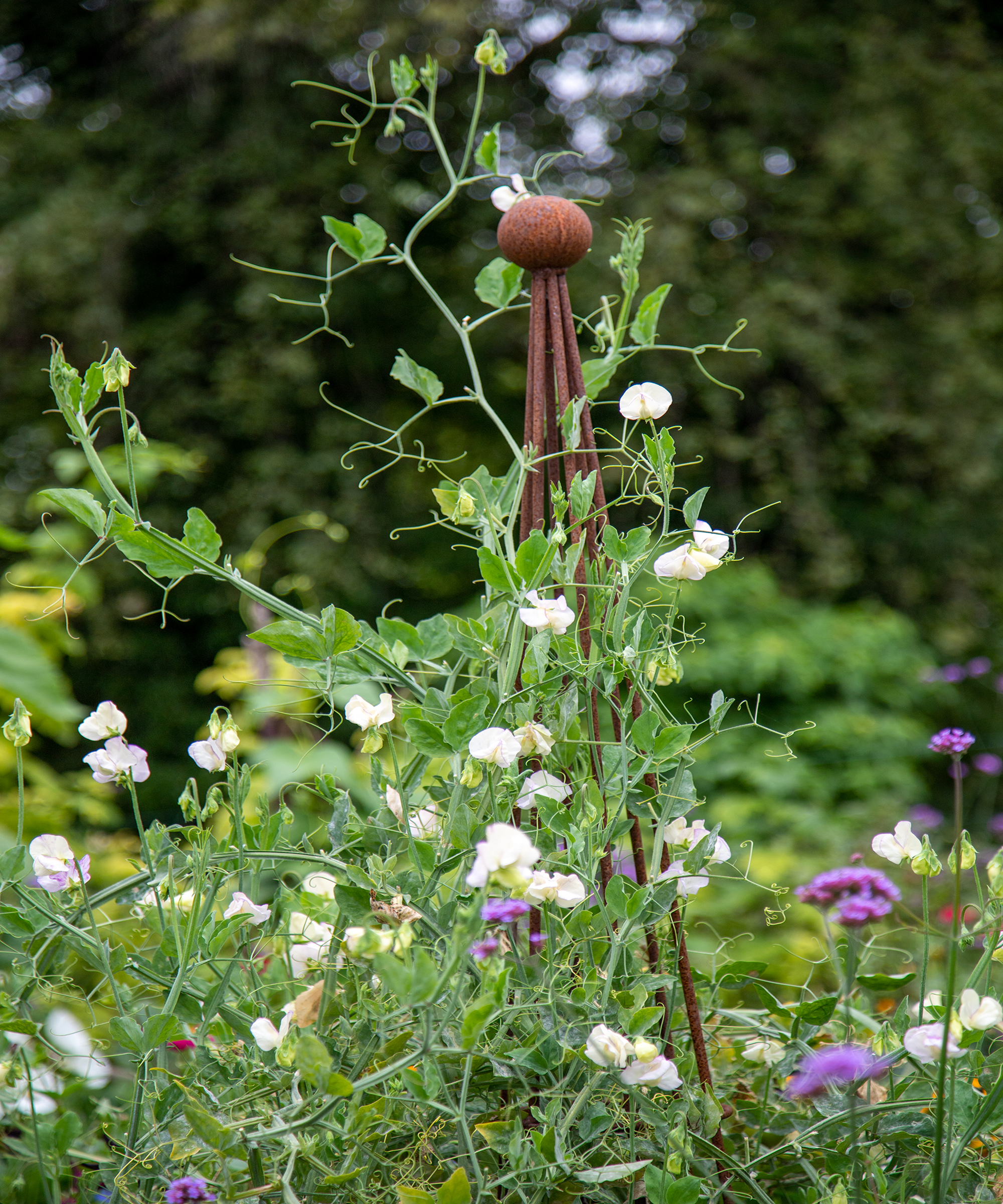 White sweet peas on metal obelisk