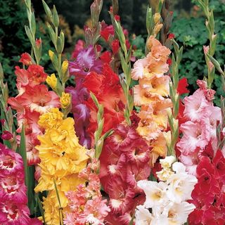 Burpee gladioli