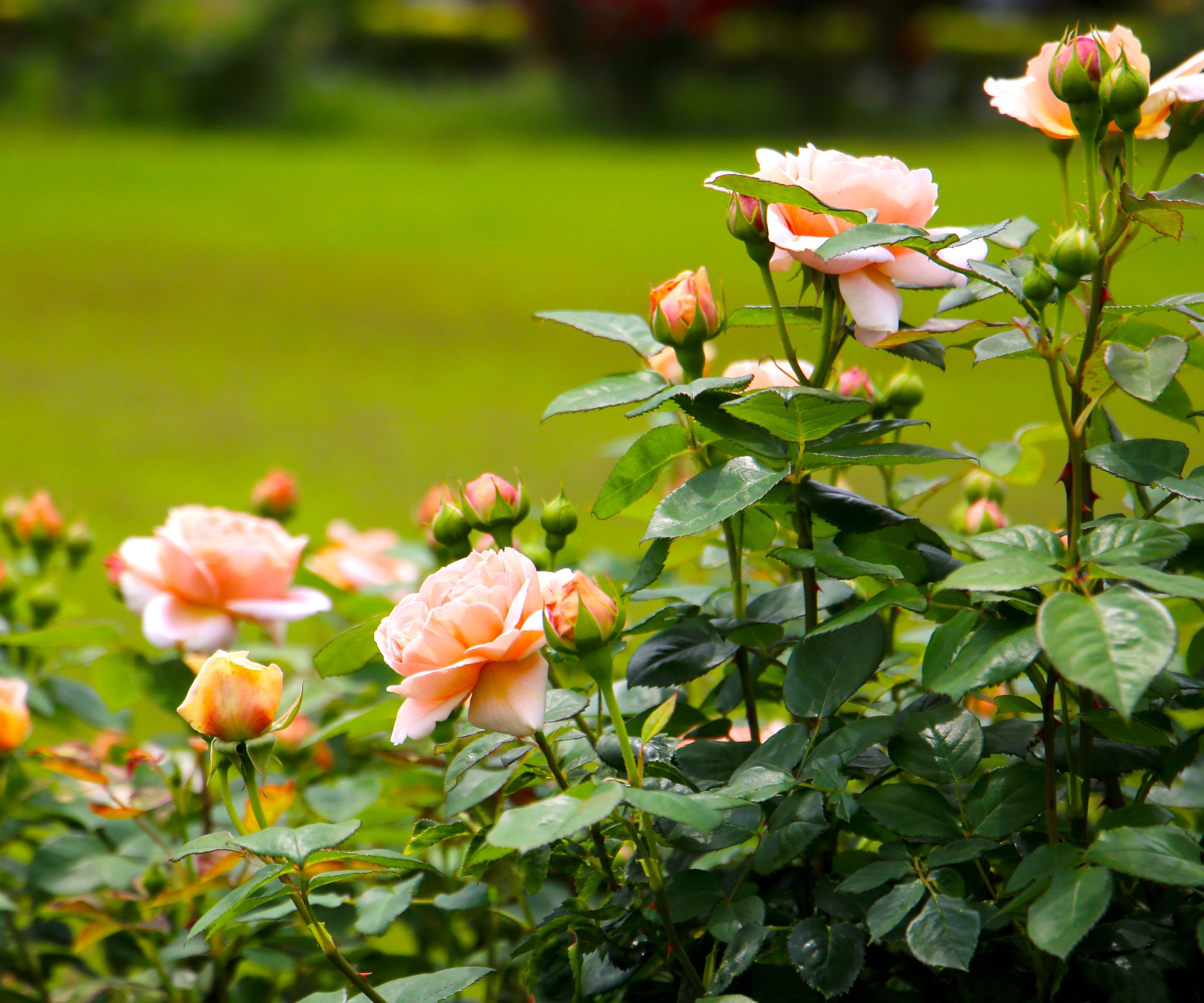 peach roses in garden border next to lawn