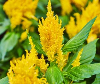 Celosia with yellow blooms