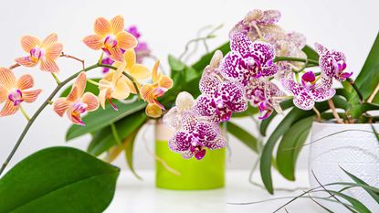 Close-up of pink orchid flowers in pot