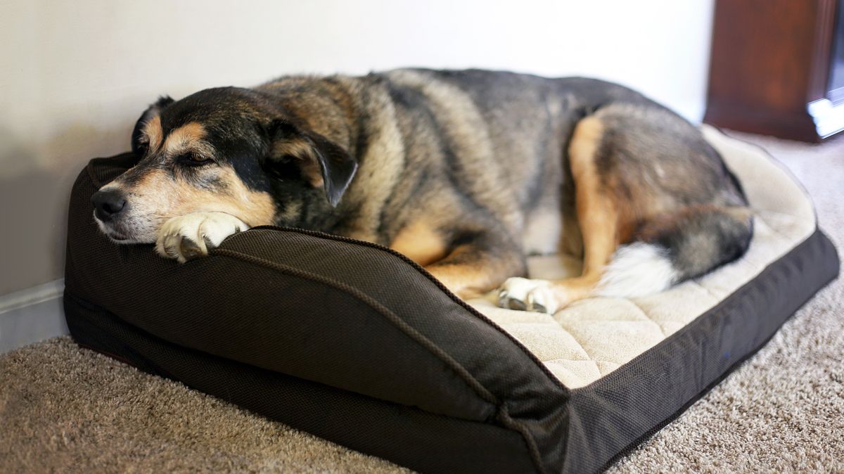 The Best Dog Bed In 2021 Dog Mattresses Compared Tom S Guide