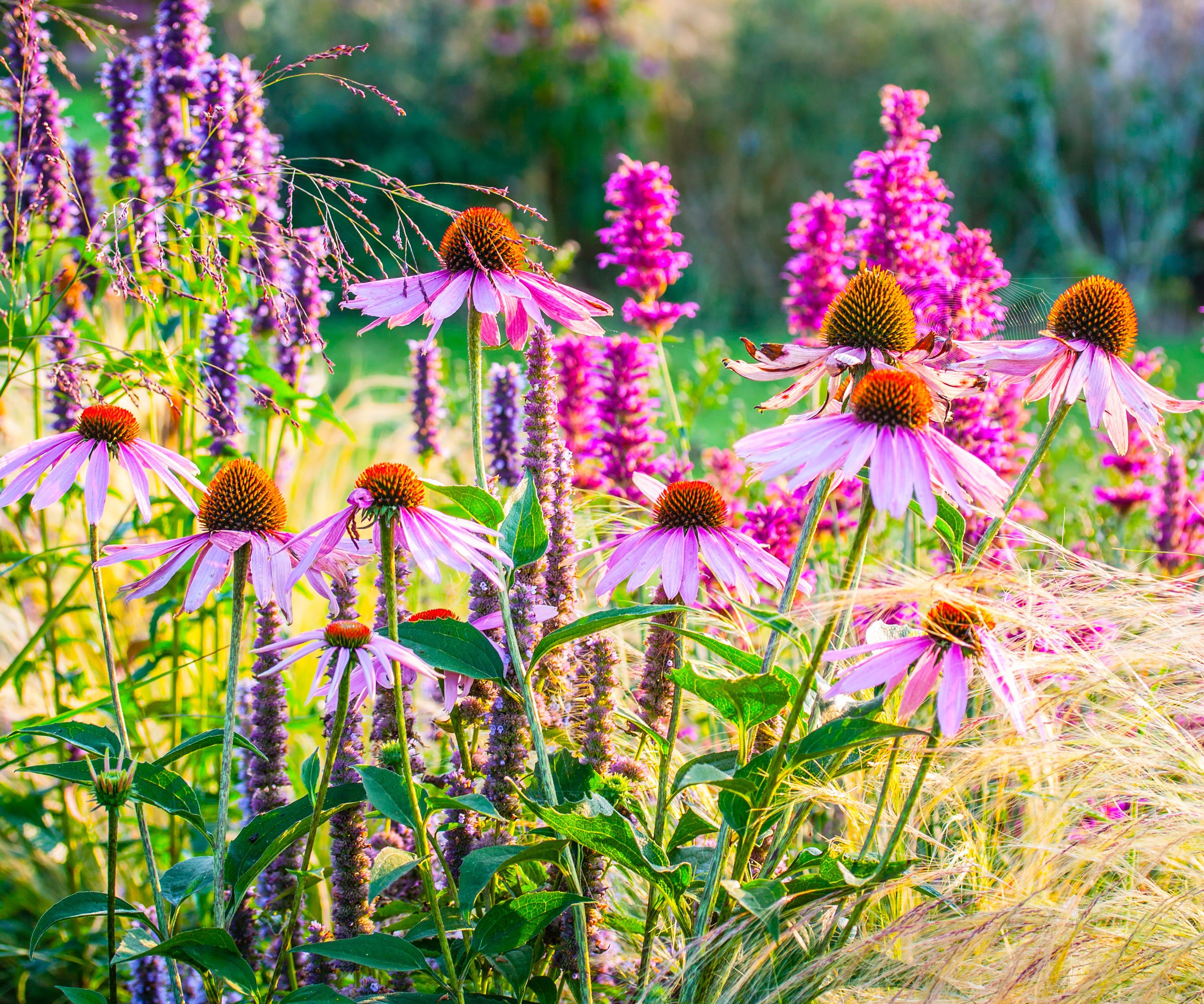 purple coneflowers and purple salvias in garden