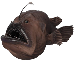 Angler Fish Google Search 3D model