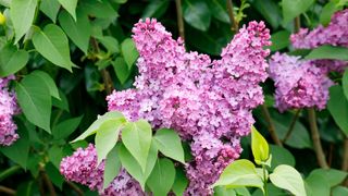 lilacs in garden