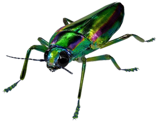 Jewel Beetle Google Search 3D model