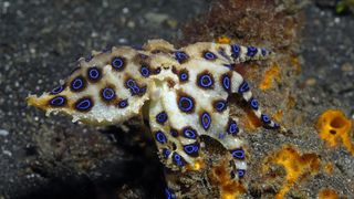 A photo of a blue-ringed octopus, which creates iridescent blue rings to warn other animals of their extremely poisonous skin.