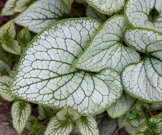 Brunnera 'Jack Frost'