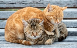 Why do cats sleep so much? A ginger cat curled up on top of a tabby cat on a gray wooden bench, both with their eyes closed