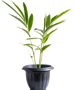 cardamom tree in a pot