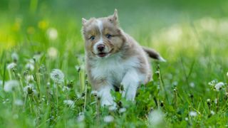 australian shepherd dog puppy in grassy field