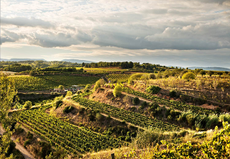Cava wineries, Gramona