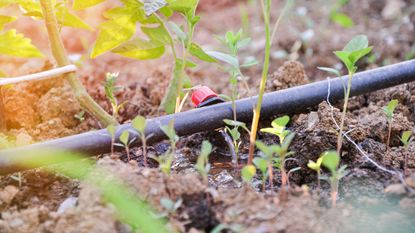 Green seedlings growing around drip irrigation system