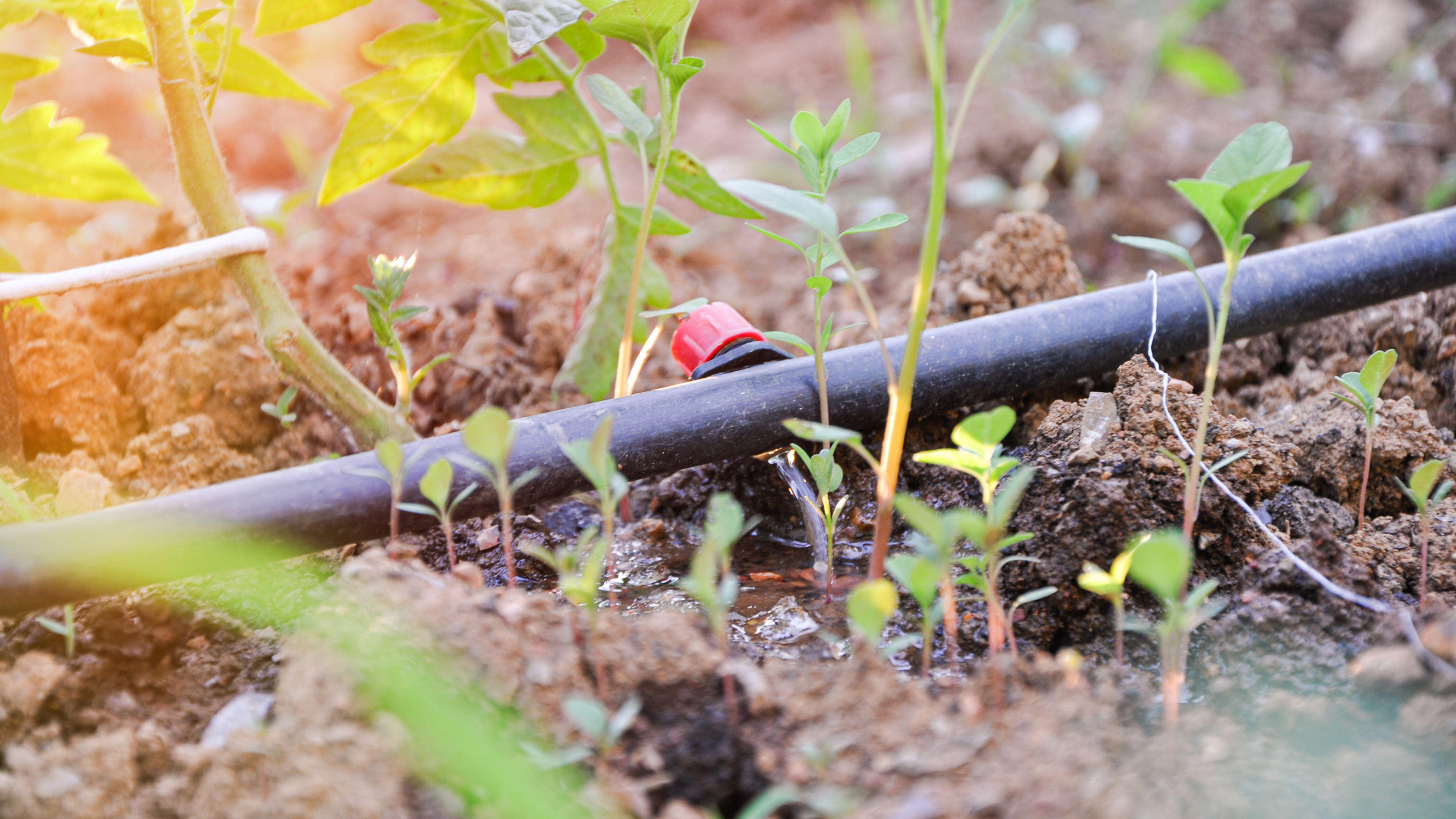 Drip irrigation systems what are they and how do they work? Gardeningetc