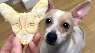 pet portrait cookies