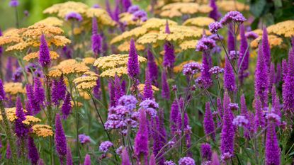 purple and mustard yellow flowers as a garden color scheme