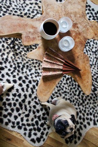 Coffee table with print rug and pug beneath