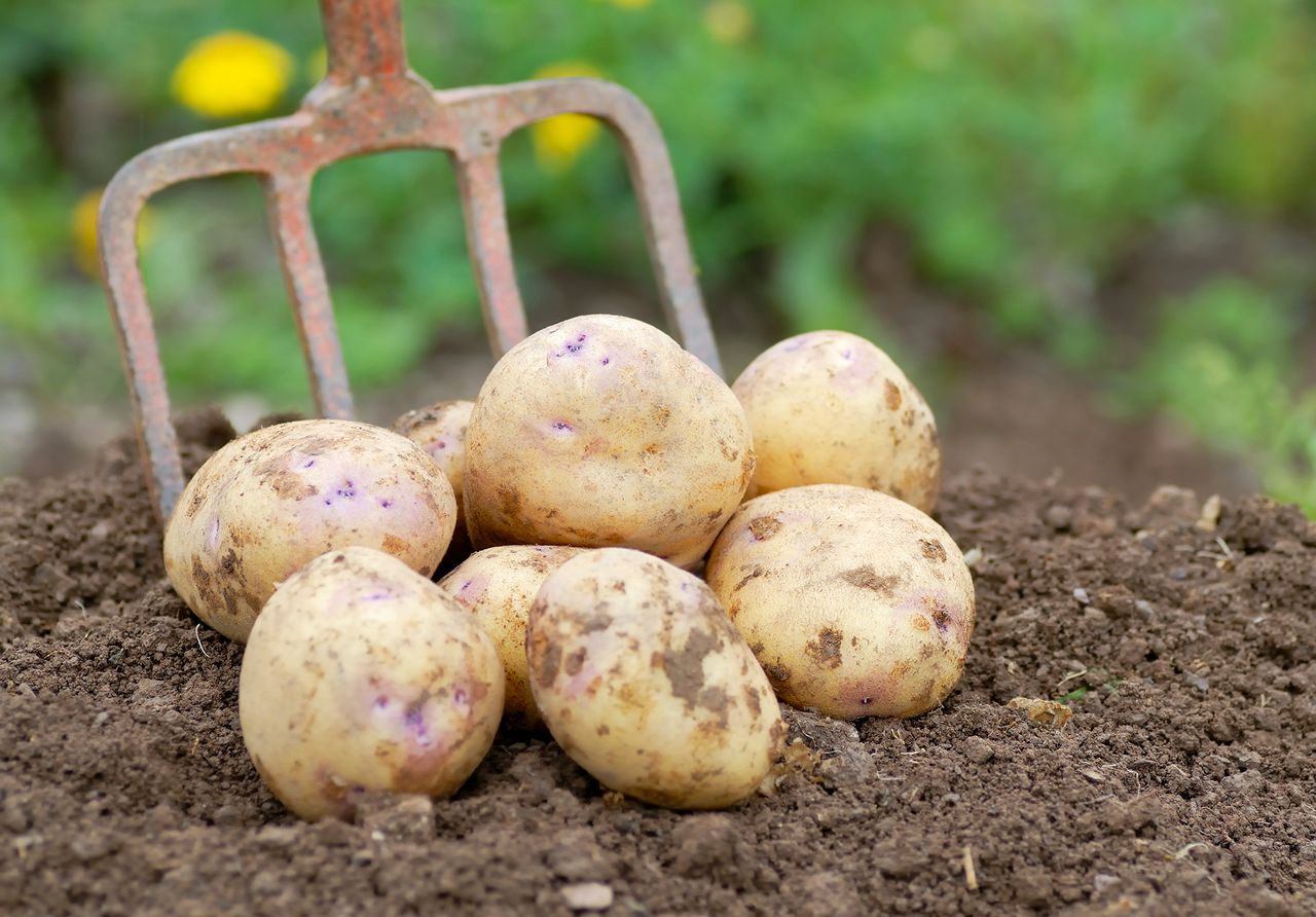 Kestrel potatoes are one of the best British potato varieties to grow yourself.