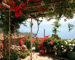 Greece, peleponnes, pergola with flowers by the sea, bougainvillea