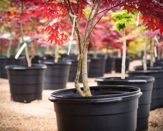 Japanese maples in pots