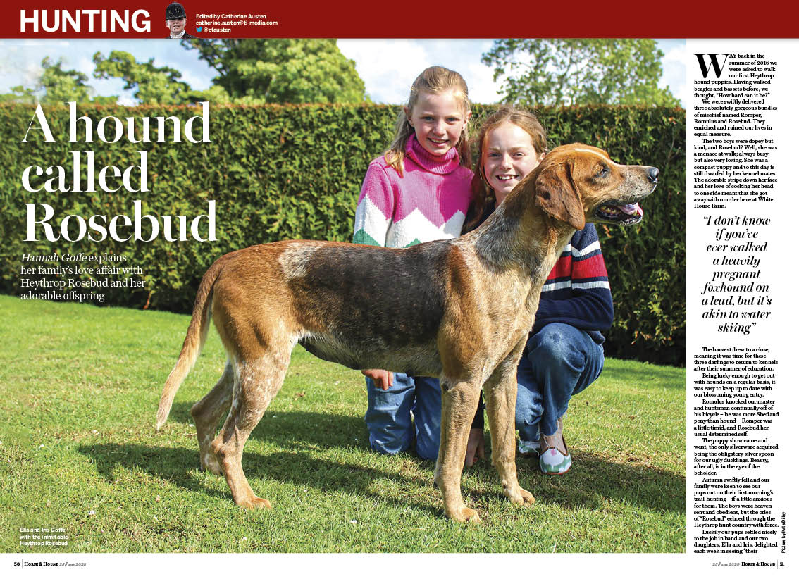 HT 3.5p Rosebud hound feature