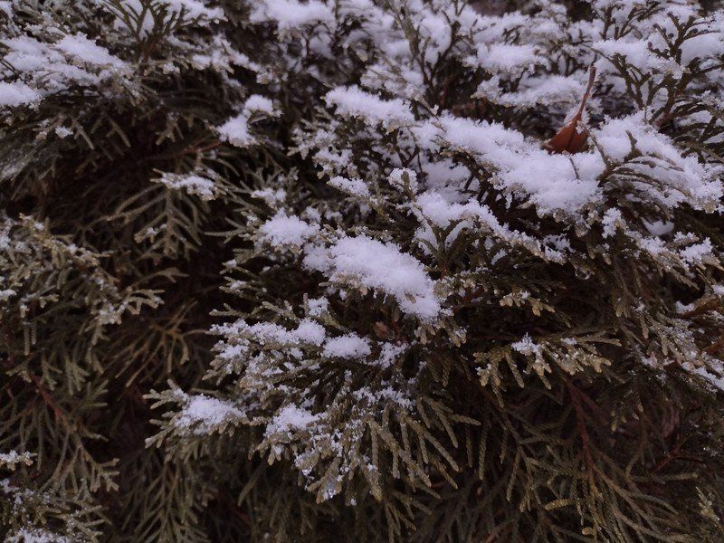 Moto G Power 2021 Camera Sample
