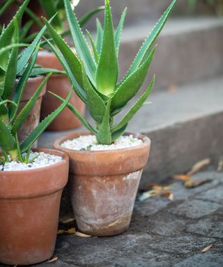Aloe vera plants in terracotta pots on an outdoor step