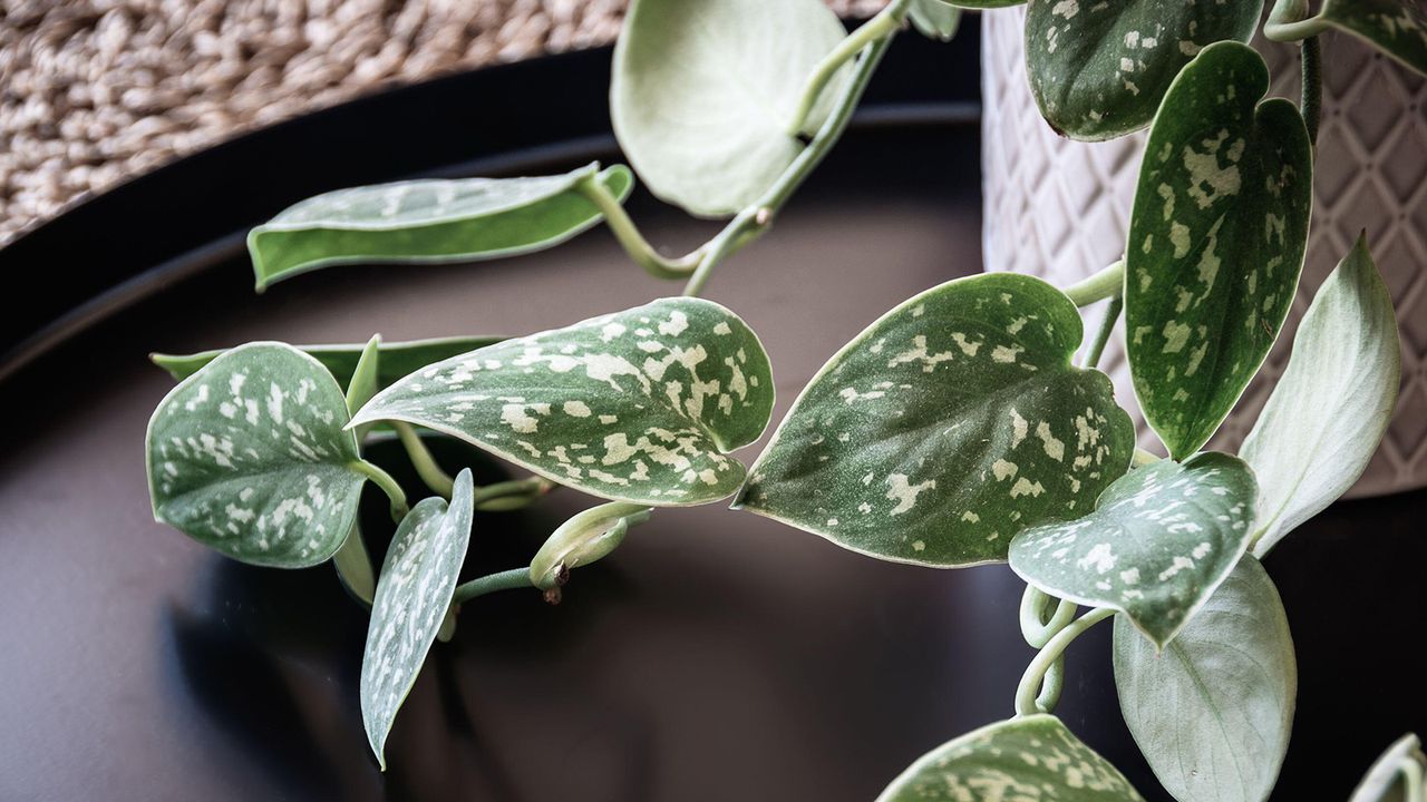 Close-up on trailing vine of satin pothos (scindapsus pictus) houseplant in a decorative white pot on a dark tray