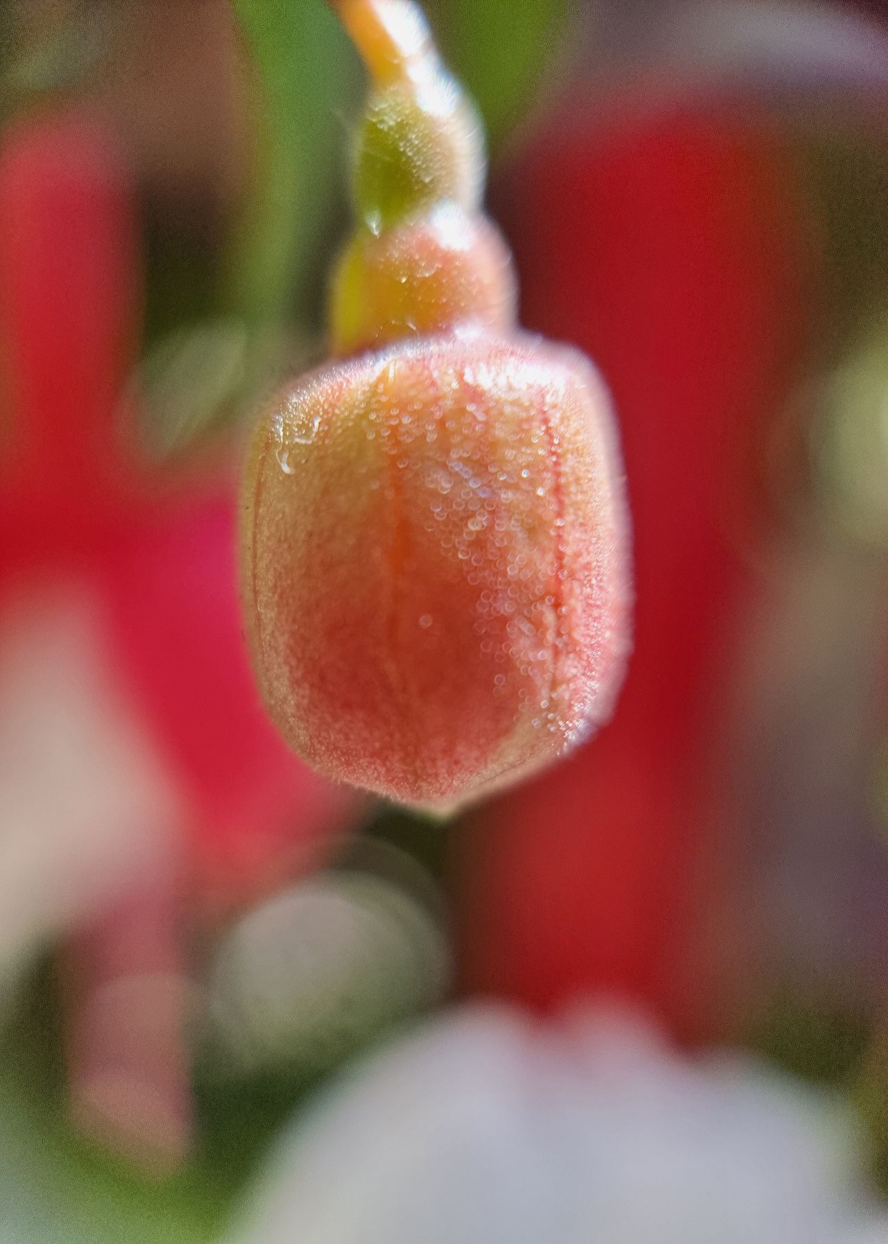 Moment Macro 10x lens review
