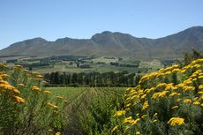 00000996f-Hemel_en_Aarde_valley_11.jpg