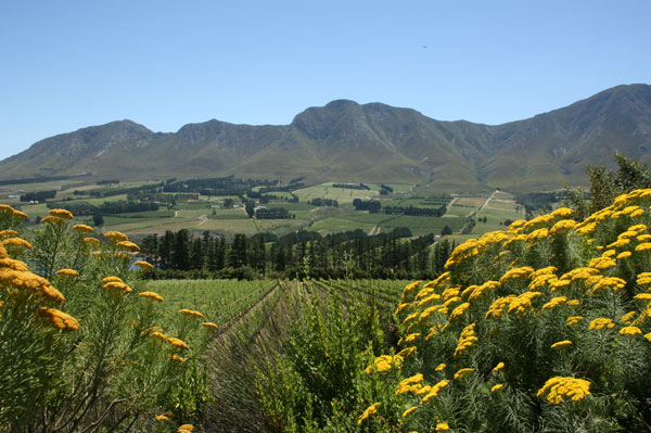 00000996f-Hemel_en_Aarde_valley_11.jpg