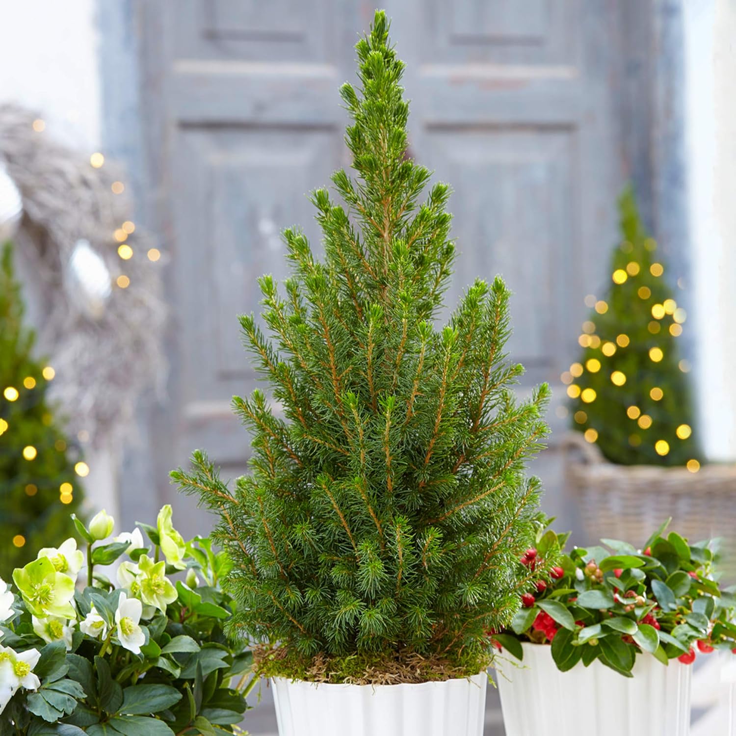 Picea Glauca Conica | Pot Grown Christmas Tree | Compact Dwarf Evergreen Conifer (50-60cm (incl. Pot))