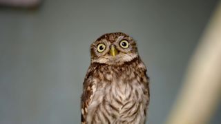 An image of an owl.