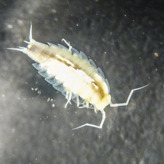 This crustacean from the Alpioniscus species was discovered during the European Space Agency's CAVES 2012 training program. The ancestors of the terrestrial isopods seem to have evolved from aquatic life to live on land. Surprisingly, the astronauts found a species that has returned to living in water, completing an evolutionary full circle. This image was taken by NASA astronaut Mike Fincke as part of the CAVES training.