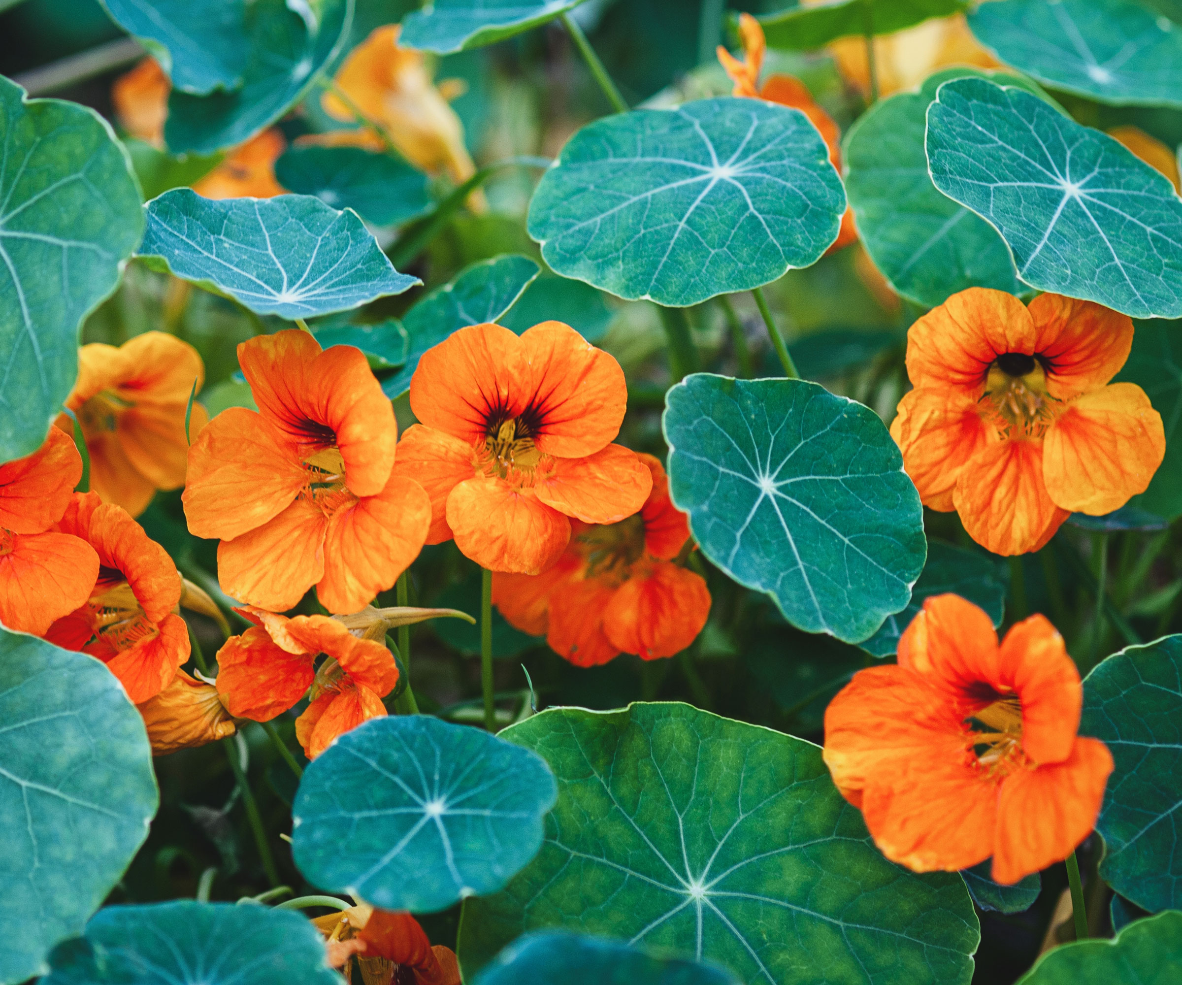 nasturtium plants with bright orange flowers
