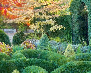In the Knot garden with Buxus sempervirens