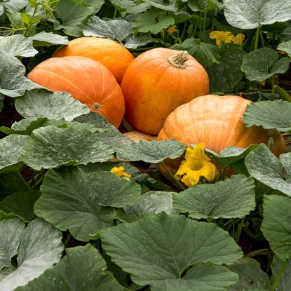Pumpkins growing in the garden