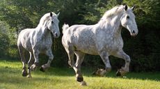 Two Percheron horses