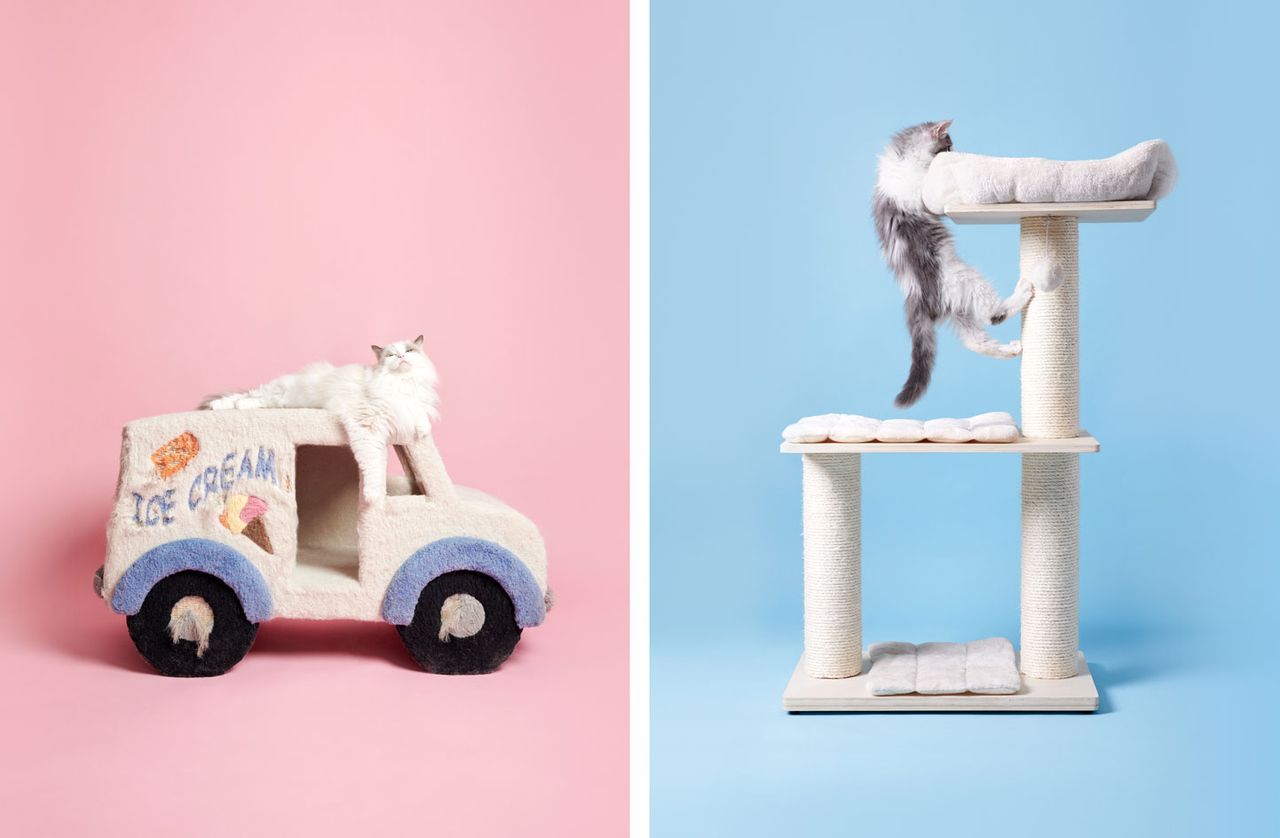 Cat photography by Pascale Weber shows cats playing in cat trees on colourful backgrounds in the photographer&#039;s new book For Cats Only