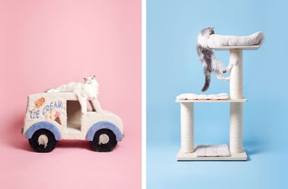 Cat photography by Pascale Weber shows cats playing in cat trees on colourful backgrounds in the photographer's new book For Cats Only