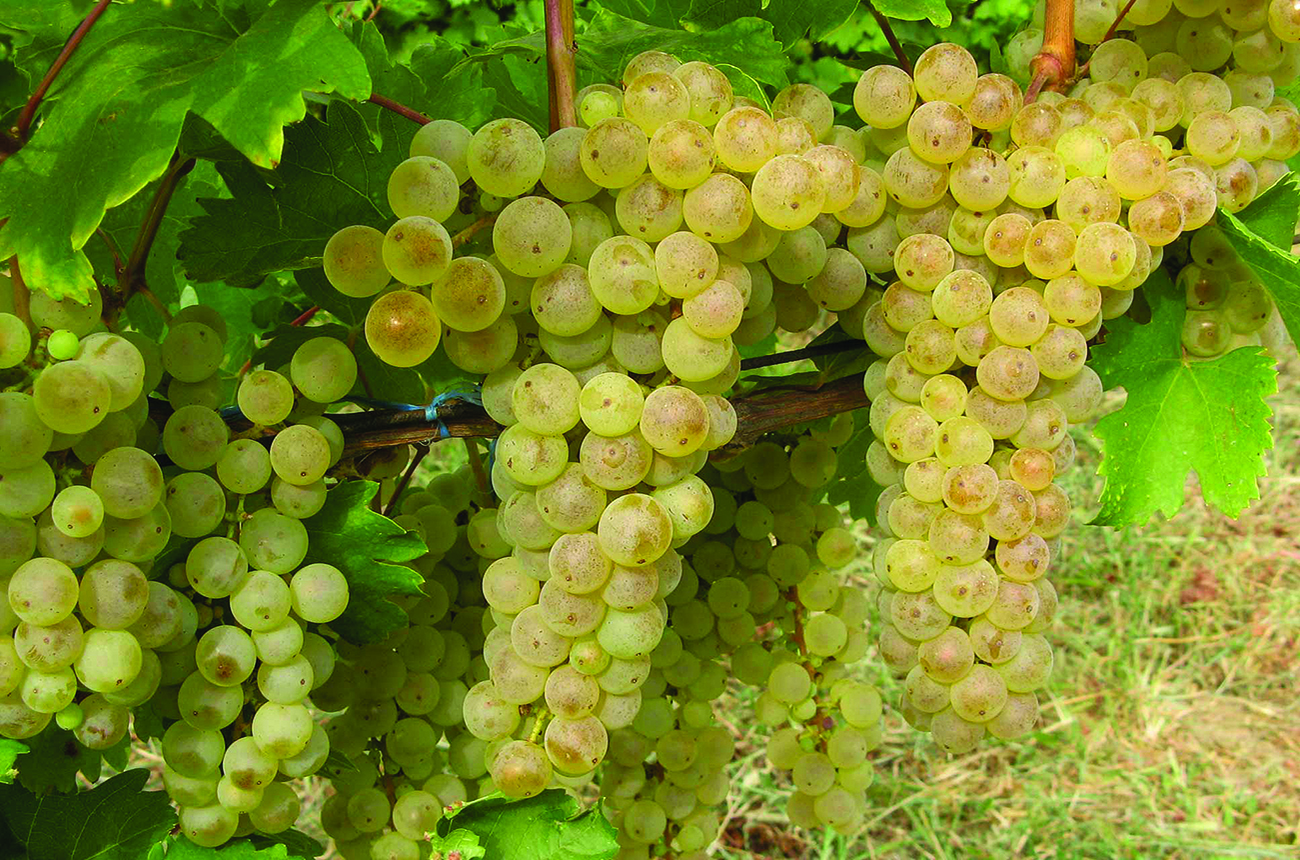 Feteasca-Alba-grapes-on-the-vine.jpg