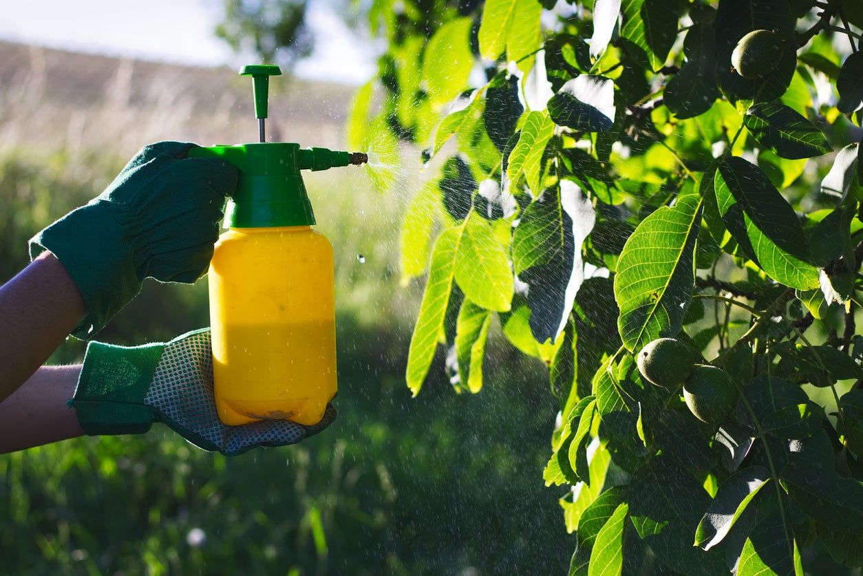 Gardener Spraying Fungicide