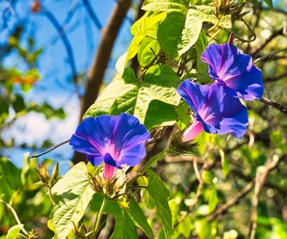blue morning glory (ipomoea indica)
