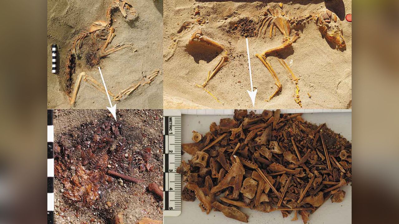 Some of the cats (left) and dogs (right) buried in the pet cemetery had abdominal cavities filled with fish bones and scales.